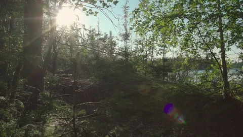 Dolly in through a forest with sun flares Stock Footage 88301340