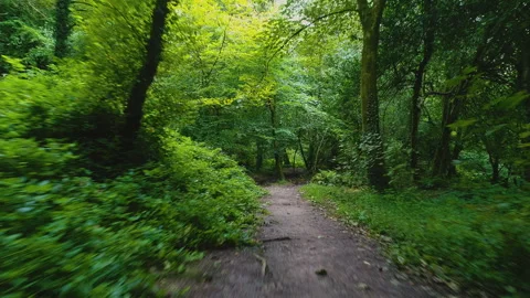 Dolly Through The Green Forest 2 Stock Footage 221855545