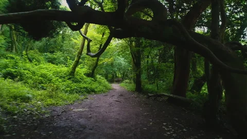 Dolly Through The Green Forest 3 Stock Footage 221857865