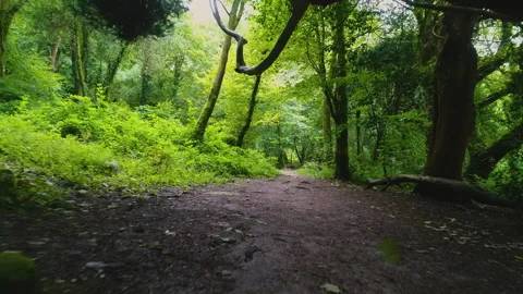 Dolly Through The Green Forest 4 Stock Footage 221877189