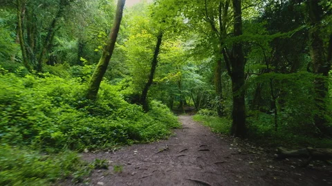 Dolly Through The Green Forest Stock Footage 221855672