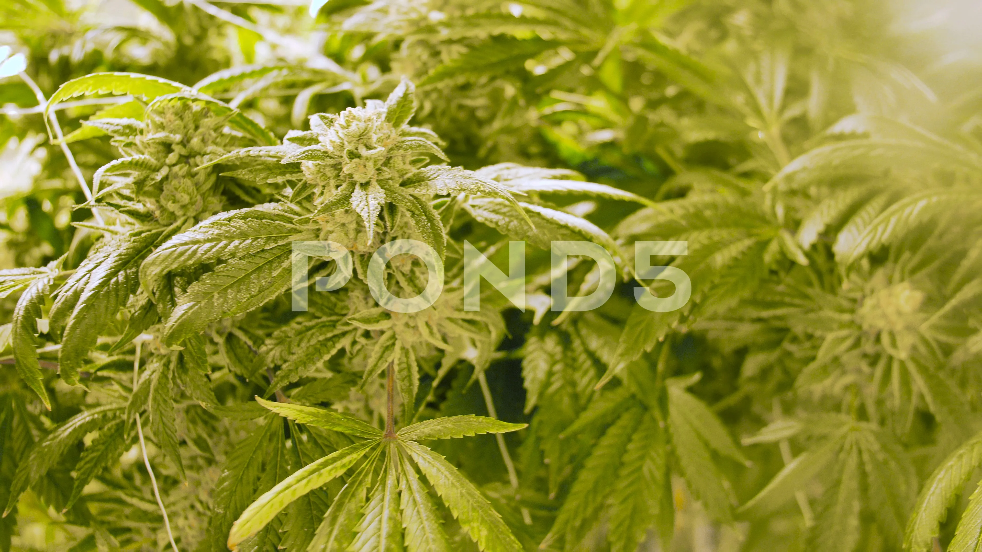 Dolly Through Huge Cannabis Plants Growing Legally For Medical Marijuana