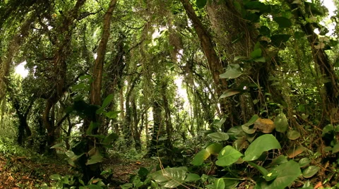 Dolly through the jungle Stock Footage 60756215
