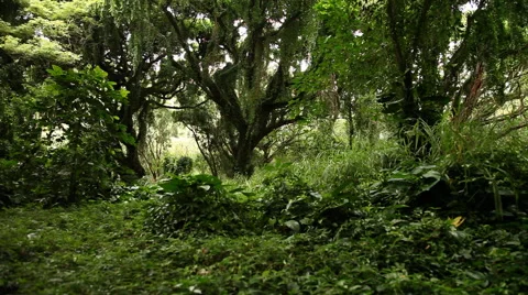 Dolly through the jungle Stock Footage 60794160