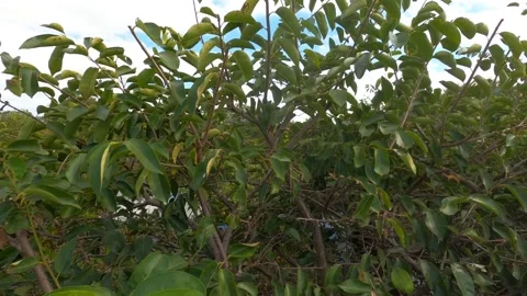 Dolly Through Leaves Along Marsh Swamp Wakodahatchee Wetlands Stock Footage 295970968