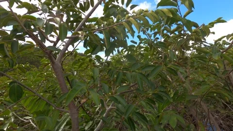Dolly Through Leaves Along Marsh Swamp Wakodahatchee Wetlands Stock Footage 295970970