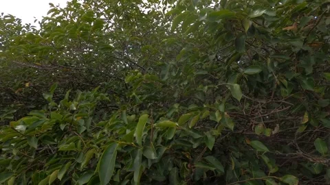 Dolly Through Leaves Along Marsh Swamp Wakodahatchee Wetlands Stock Footage 295971045