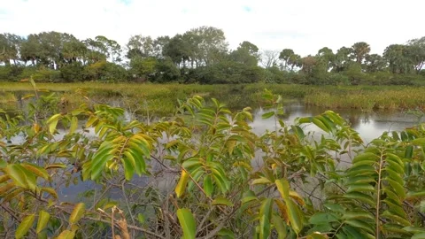 Dolly Through Leaves Along Marsh Swamp Wakodahatchee Wetlands Stock Footage 295971148