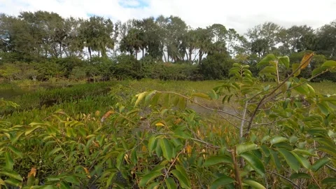 Dolly Through Leaves Along Marsh Swamp Wakodahatchee Wetlands Stock Footage 295971249