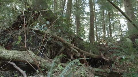 Dolly Through Lush Forest Woods Stock Footage 311529125