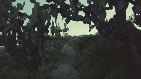 A dolly-in through Mexican Cactuses Stock Footage 315080961
