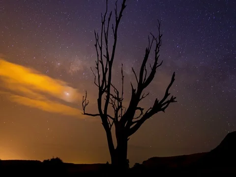 Dolly through old tree with milkway setting and city glow on clouds Stock Footage 80245406