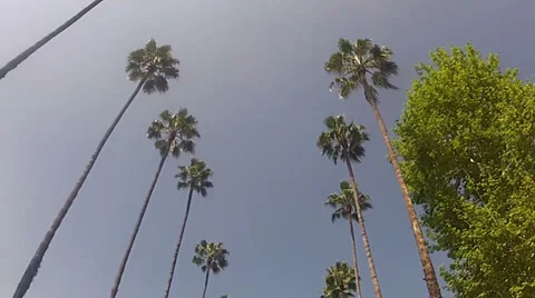 Dolly Through Palms 動画素材 36867203