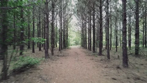 Dolly through Pine Trees 動画素材 152041417