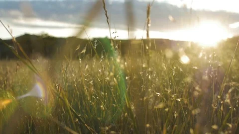 Dolly through prairie grasses at sunset, beautiful Stock Footage 74830220