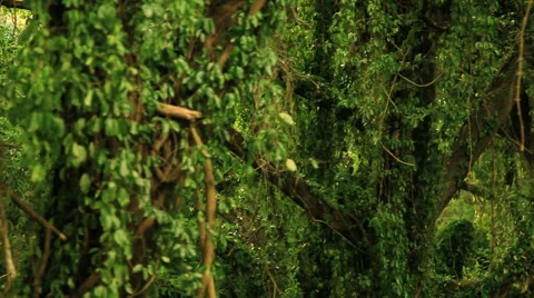 Dolly through the rainforest Stock Footage 60755765