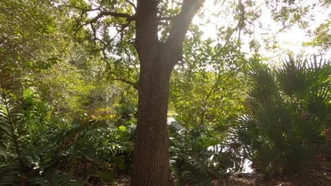 Dolly Through Trees Along Marsh Swamp Wakodahatchee Wetlands Stock Footage 295971371