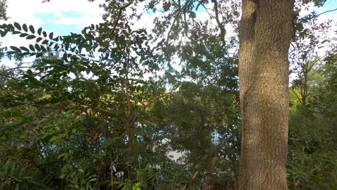 Dolly Through Trees Along Marsh Swamp Wakodahatchee Wetlands Stock Footage 295971418