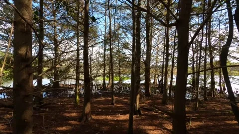 Dolly Through Trees Green Cay Wetlands Stock Footage 295970750