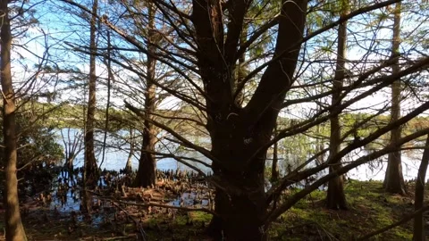 Dolly Through Trees Green Cay Wetlands Stock Footage 295970756