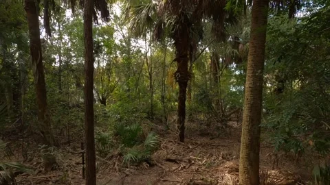 Dolly Through Trees Green Cay Wetlands Stock Footage 295971694