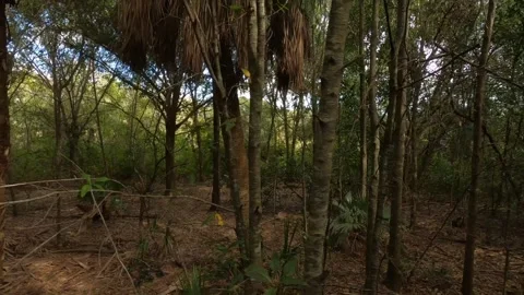 Dolly Through Trees Green Cay Wetlands Stock Footage 295971711