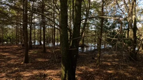 Dolly Through Trees Green Cay Wetlands Stock Footage 295971833