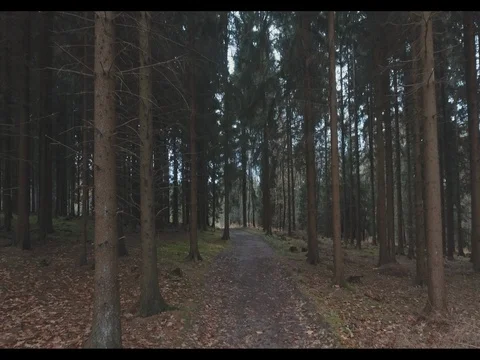 Dolly in through the woods Stock Footage 77064012