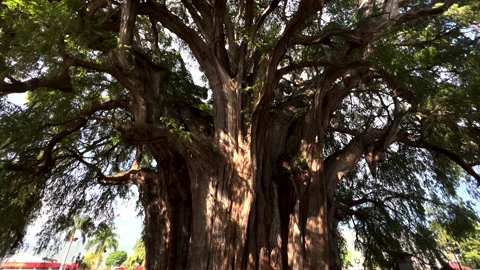 Dolly Tilt View of Famous Tree of Tule Oaxaca Mexico, Old Tall Big Large Stock Footage 211818979
