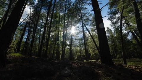 Dolly time lapse of clouds and the sun beyond a pine forest Stock Footage 283589089