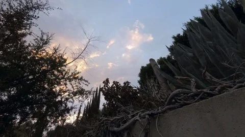 Dolly time lapse of desert plants on brick wall Stock-Footage 80358012