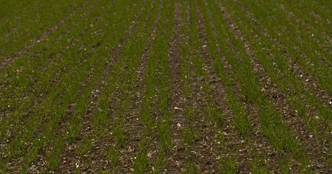 Dolly tracking shot of crops in a field planted in straight lines. Stock Footage 89855489