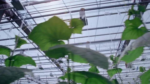 A dolly tracking shot of Cucumber plants growing in greenhouse environment 库存影片 313504273