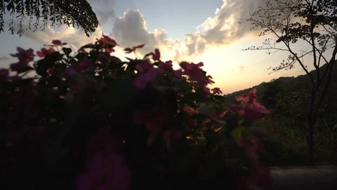 Dolly tracking shot of sunset sky over mountain range with pink flower in for Stock Footage 87182091