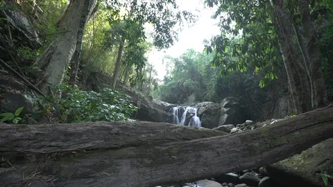 Dolly tracking shot of waterfall in rainforest with reclining death tree Stock Footage 87182096