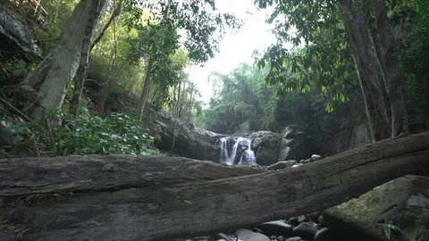 Dolly tracking shot of waterfall in rainforest with reclining death tree Video stock 87185007