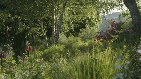 Dolly tracking through flowers in a wild natural garden Stock Footage 258396209