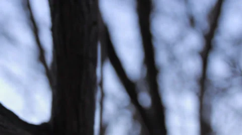 Dolly tree Video stock 34135158