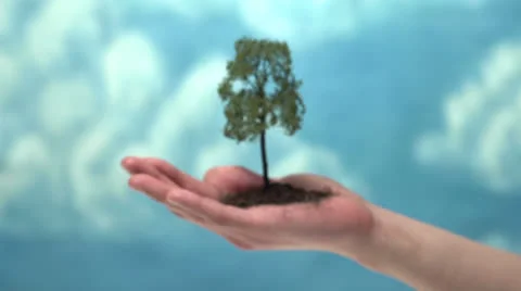 Dolly in to tree in hand Stock Footage 22957176