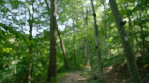 Dolly into trees 2 Video stock 109996655