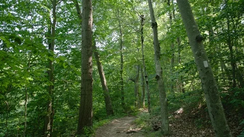 Dolly into trees Stock Footage 109968504