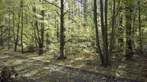 Dolly, trees in the forest during a sunny day Stock Footage 68672421