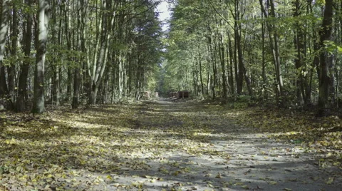 Dolly, trees in the forest during a sunny day Stock Footage 68672469