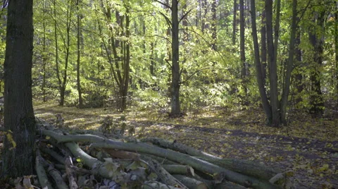 Dolly, trees in the forest during a sunny day Stock Footage 68672516