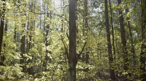 Dolly, trees in the forest during a sunny day Stock Footage 68672559