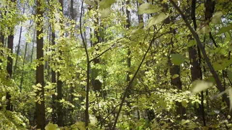Dolly, trees in the forest during a sunny day Stock Footage 68672608