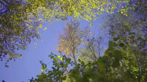 Dolly, trees in the forest during a sunny day Stock Footage 68672620