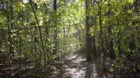 Dolly, trees in the forest during a sunny day Stock Footage 68672692