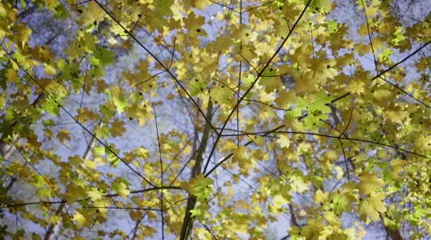 Dolly, trees in the forest during a sunny day Stock Footage 68672695