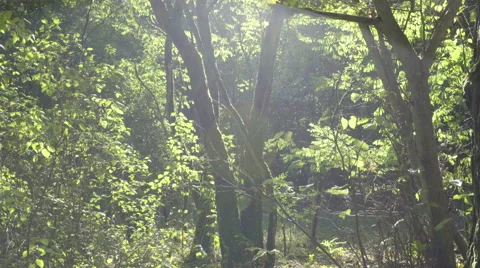 Dolly, trees in the forest during a sunny day Stock Footage 68672870
